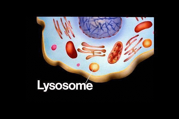 lysosome cartoon