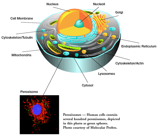 peroxisomes animal cell